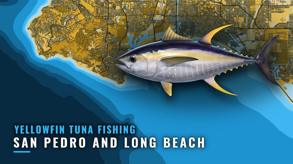 Yellowfin Tuna Fishing Out of San Pedro and Long Beach