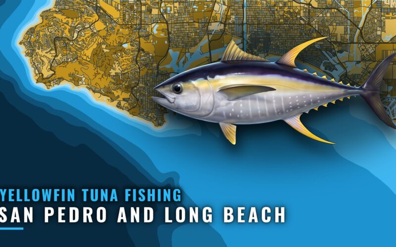 Yellowfin Tuna Fishing Out of San Pedro and Long Beach