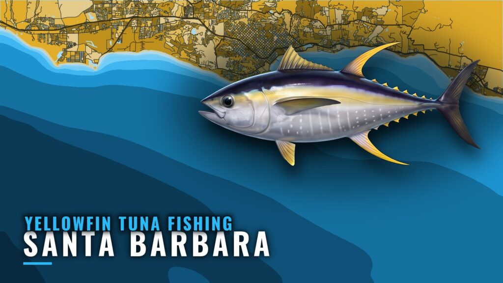 Yellowfin Tuna Fishing Out of Santa Barbara: Where to Look