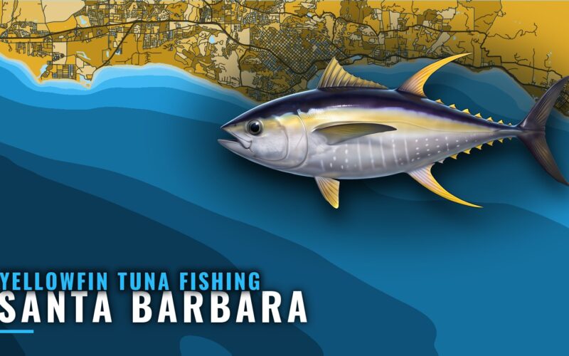 Yellowfin Tuna Fishing Out of Santa Barbara: Where to Look