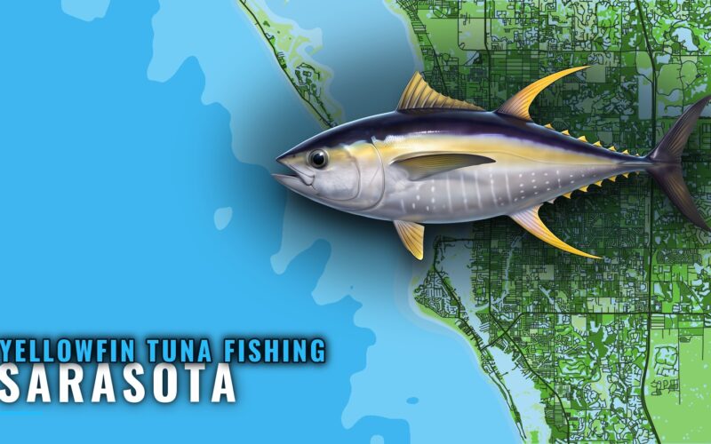Yellowfin Tuna Fishing Out of Sarasota: Grounds and Runs