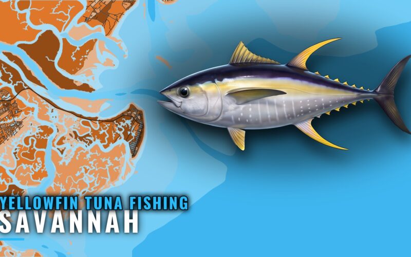 Yellowfin Tuna Fishing Out of Savannah: Season and Grounds
