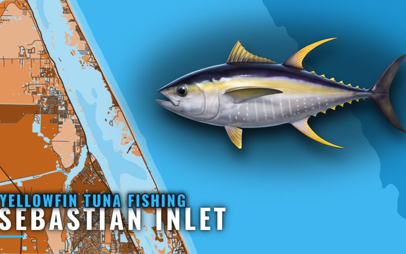 Yellowfin Tuna Fishing Out of Sebastian Inlet: Port Guide