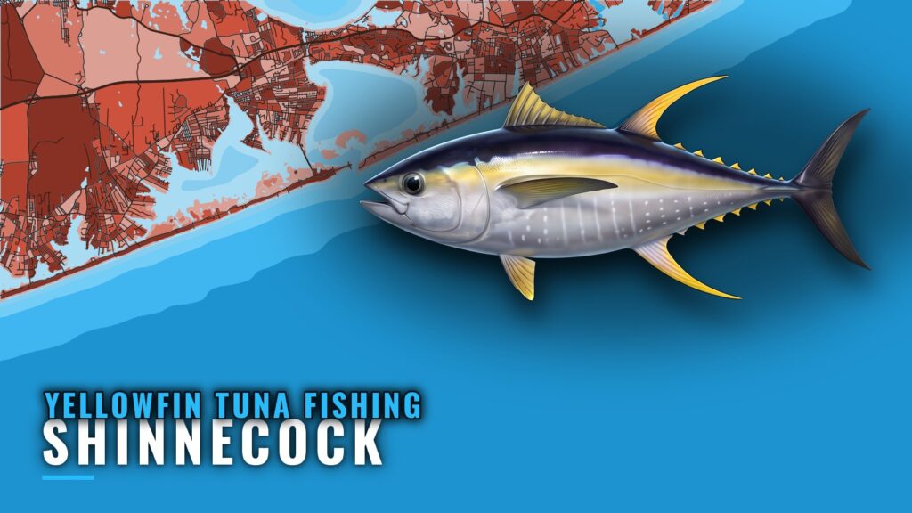 Yellowfin Tuna Fishing Out of Shinnecock: When and Where
