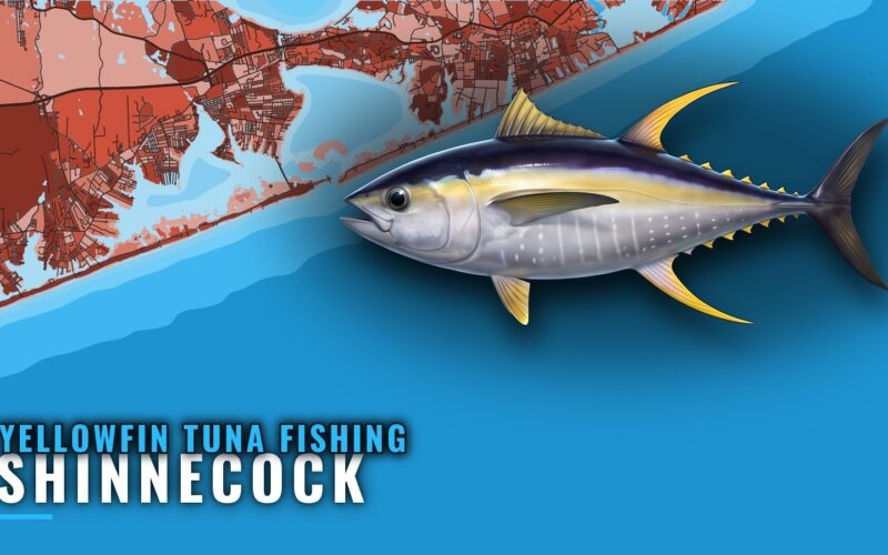 Yellowfin Tuna Fishing Out of Shinnecock: When and Where