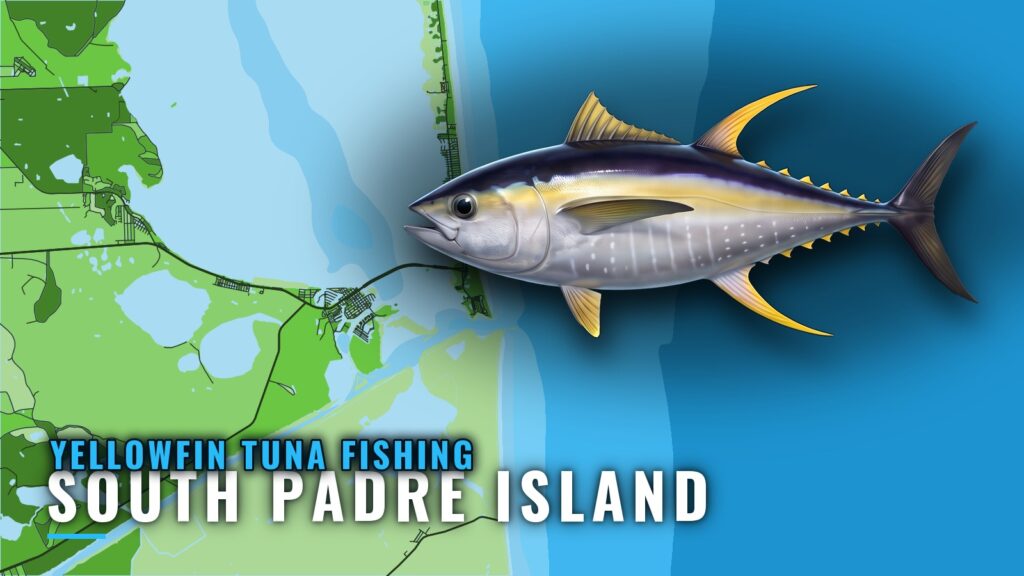 Yellowfin Tuna Fishing out of South Padre Island, Texas