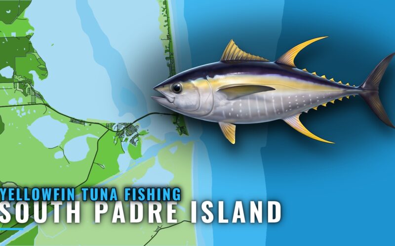 Yellowfin Tuna Fishing out of South Padre Island, Texas
