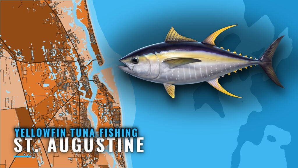 Yellowfin Tuna Fishing Out of St. Augustine, Where and When
