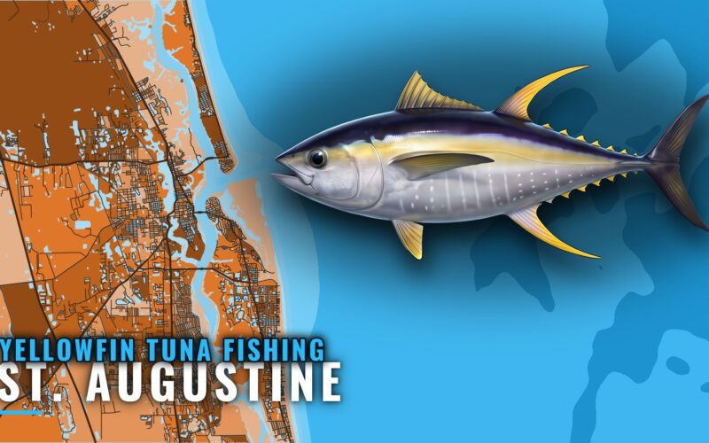 Yellowfin Tuna Fishing Out of St. Augustine, Where and When
