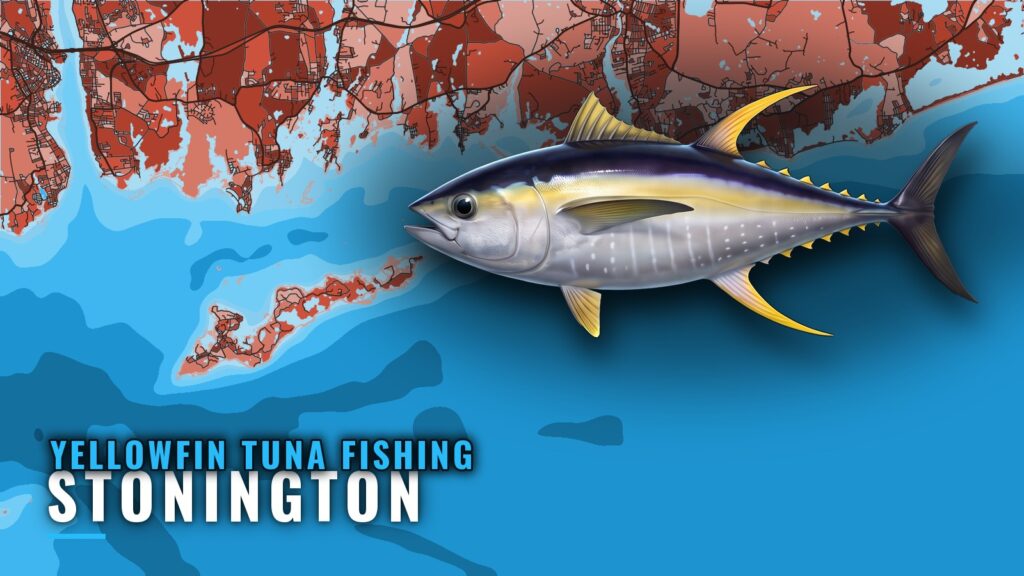 Yellowfin Tuna Fishing Out of Stonington, CT