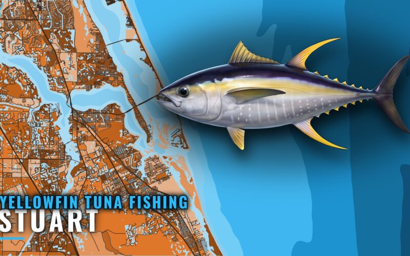 Yellowfin Tuna Fishing Out of Stuart: Runs, Grounds, Method