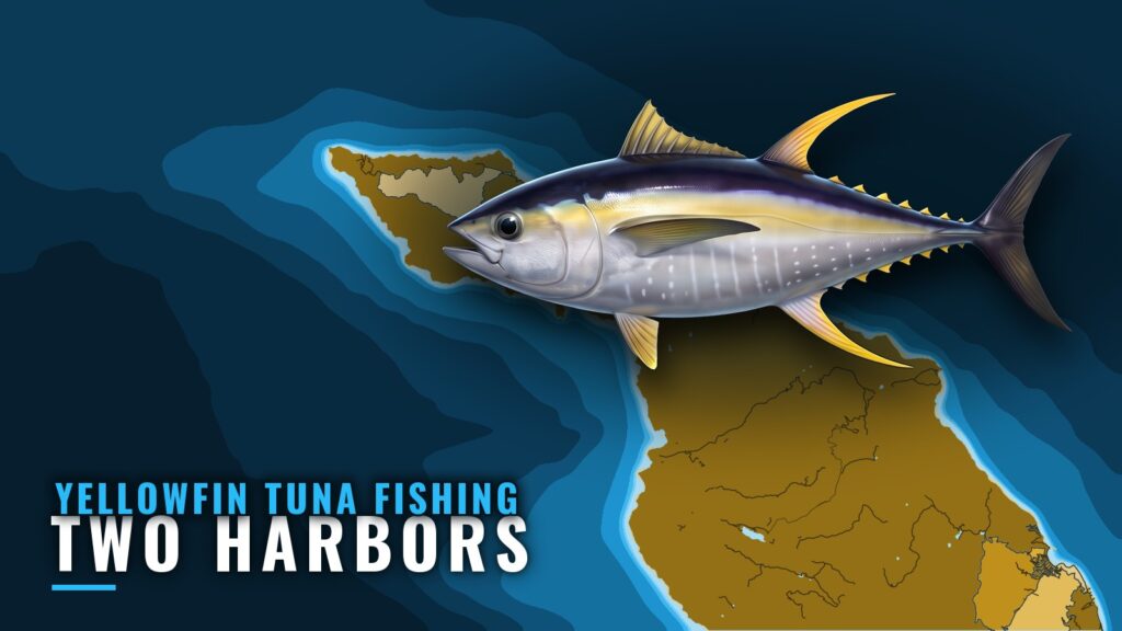Yellowfin Tuna Fishing Out of Two Harbors: Where to Look