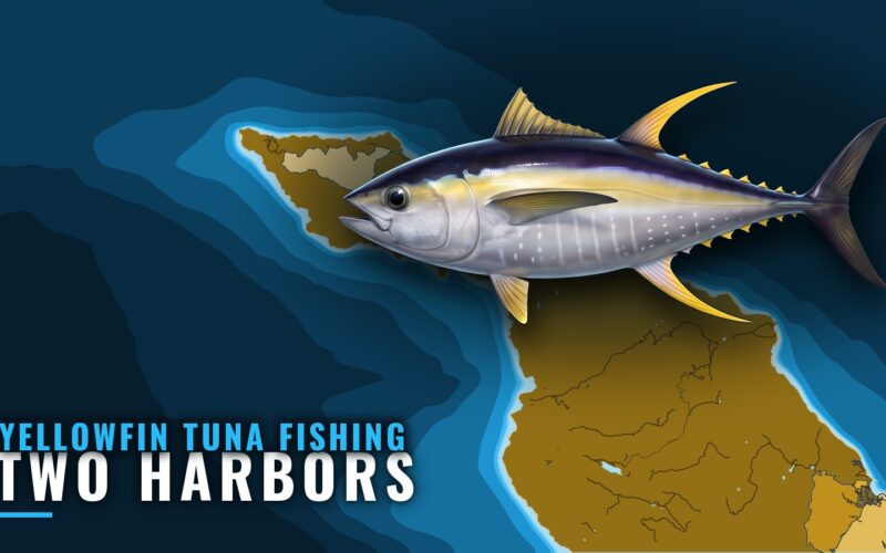 Yellowfin Tuna Fishing Out of Two Harbors: Where to Look
