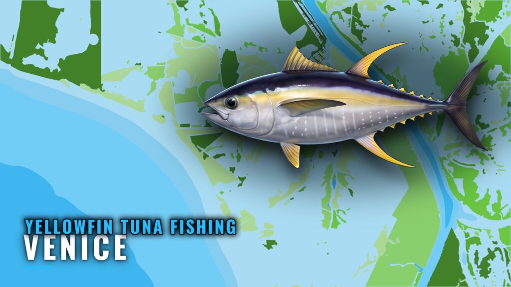 Yellowfin Tuna Fishing Out of Venice: Season, Grounds, Rigs