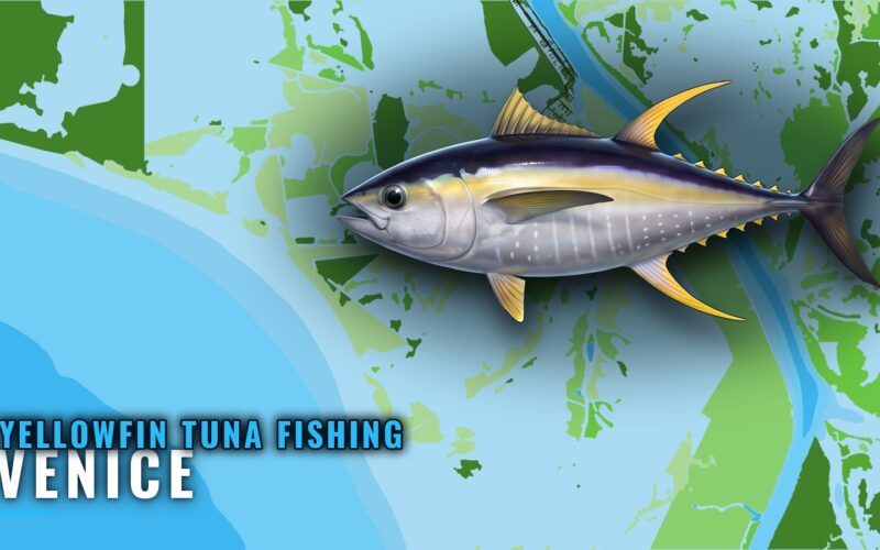 Yellowfin Tuna Fishing Out of Venice: Season, Grounds, Rigs