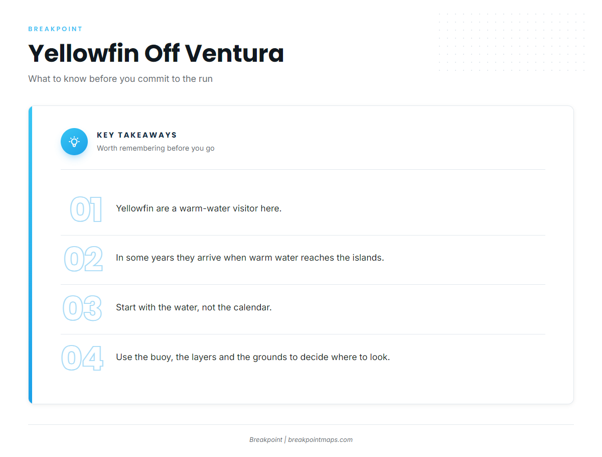 Where yellowfin fit off Ventura