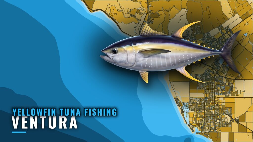 Yellowfin Tuna Fishing Out of Ventura: Island Grounds