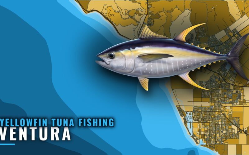 Yellowfin Tuna Fishing Out of Ventura: Island Grounds