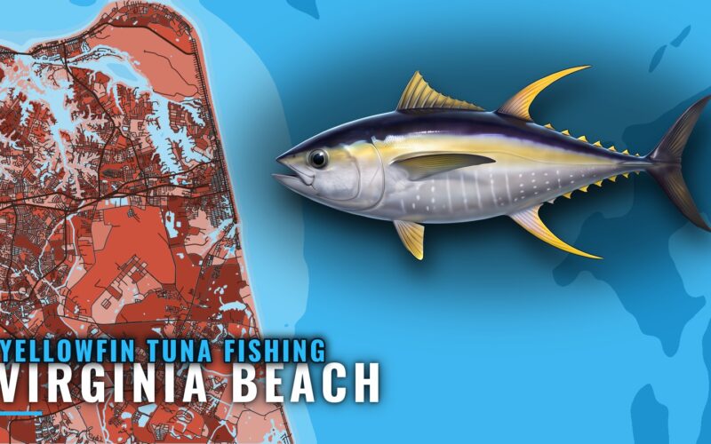 Yellowfin Tuna Fishing Out of Virginia Beach: Where to Run