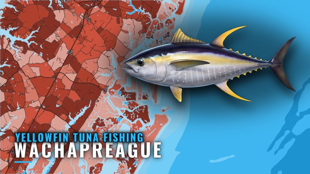 Yellowfin Tuna Fishing Out of Wachapreague: The Canyon Run