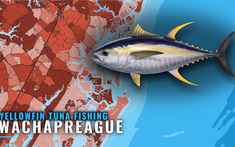 Yellowfin Tuna Fishing Out of Wachapreague: The Canyon Run