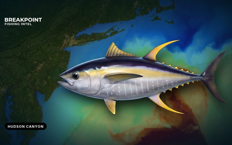 Yellowfin Tuna at the Hudson Canyon: A Local Guide