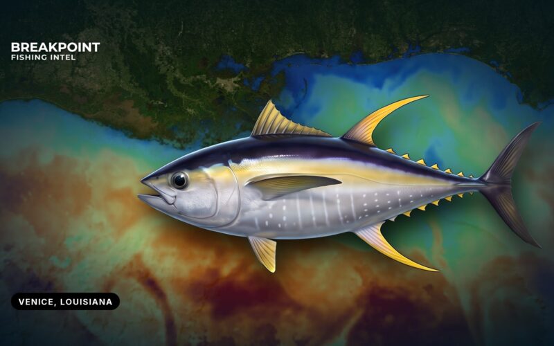 Yellowfin Tuna off Venice, Louisiana: A Boater’s Guide